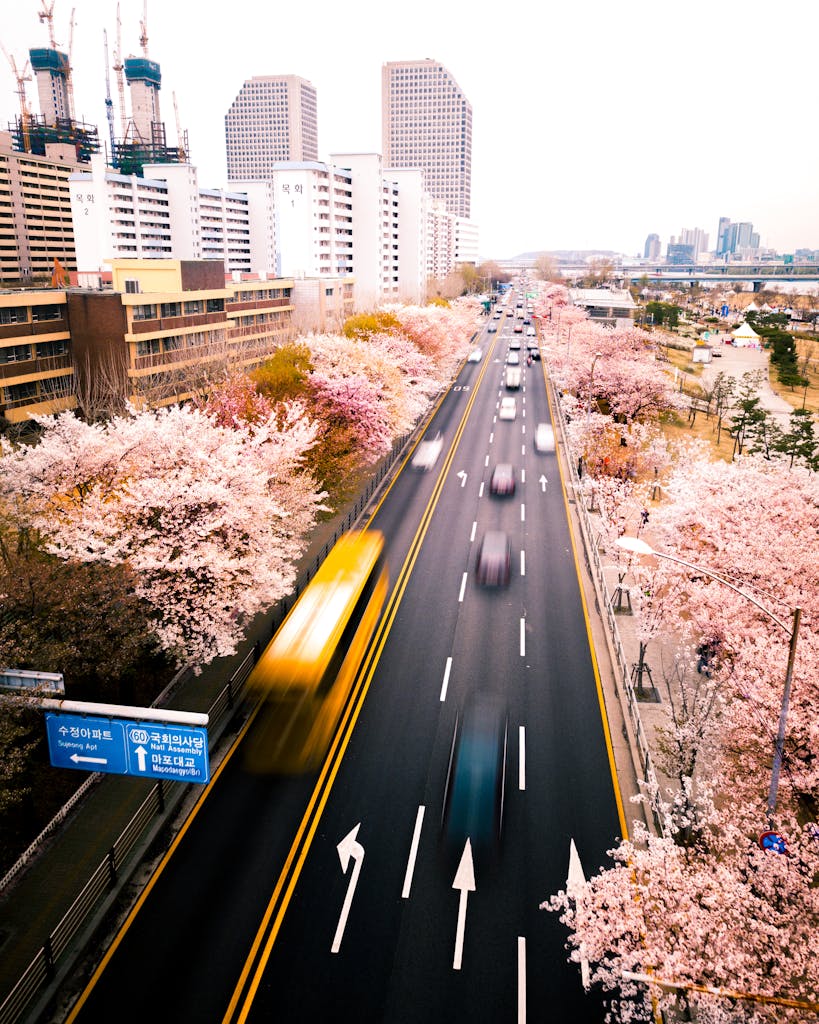 A vibrant expressway in Seoul lined with blooming cherry blossoms capturing urban life and nature.