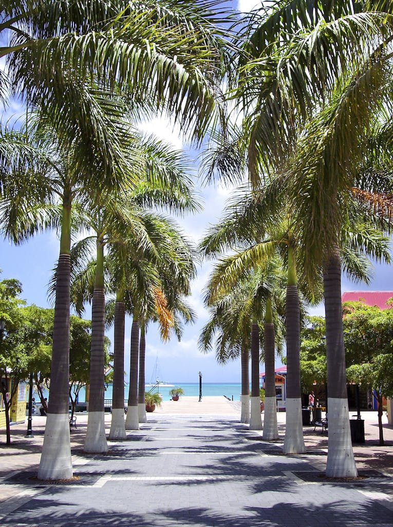 Discover a serene palm-lined walkway leading to the beach in Sint Maarten, under a clear blue sky.