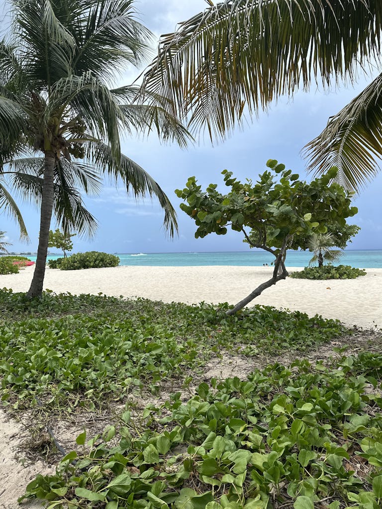 Serene beach scene in the Cayman Islands with palm trees and turquoise waters.